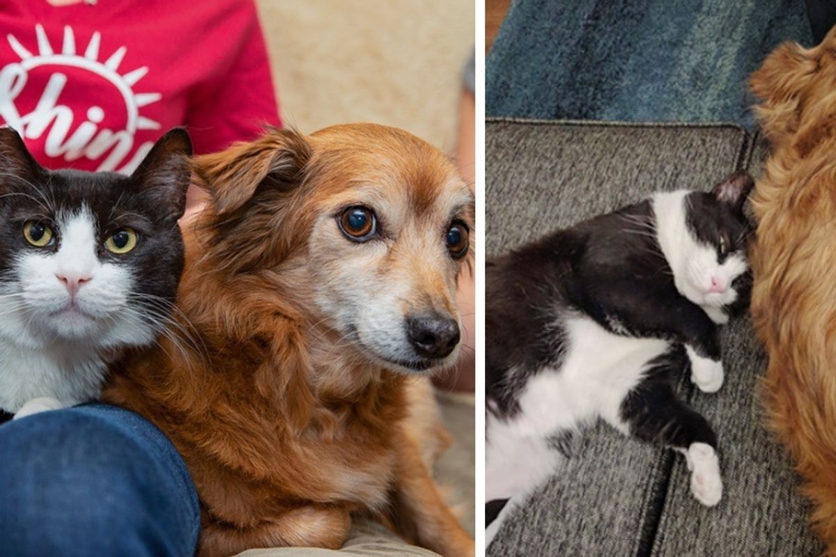 cat befriends family dog and insists on