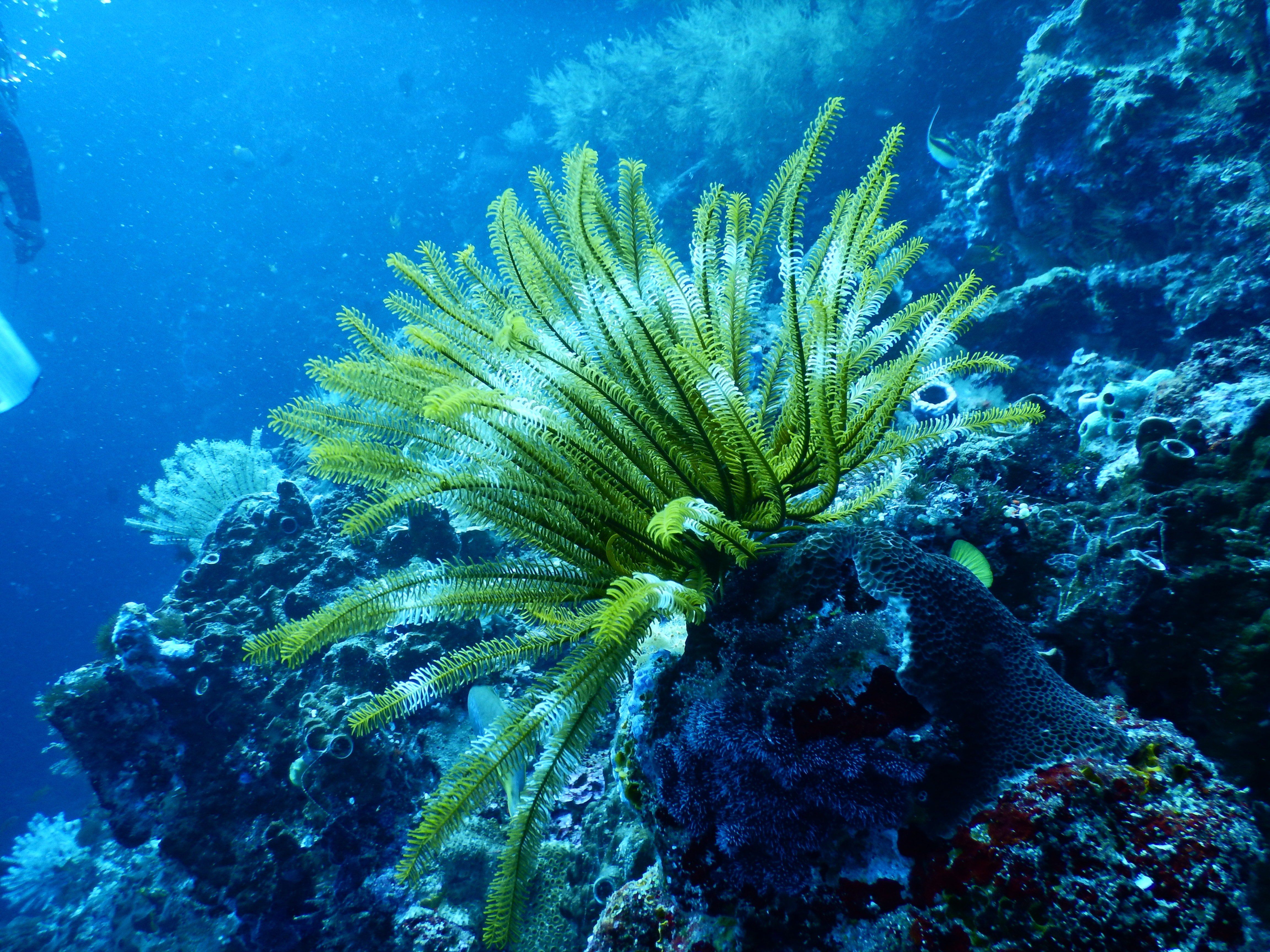 Underwater reef with plants.