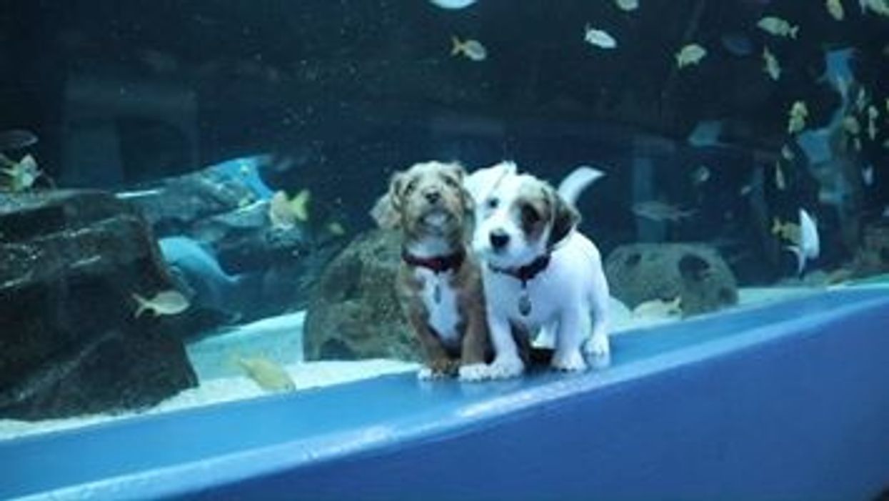 These puppies got a private tour of the Georgia Aquarium, and the cuteness cannot be contained