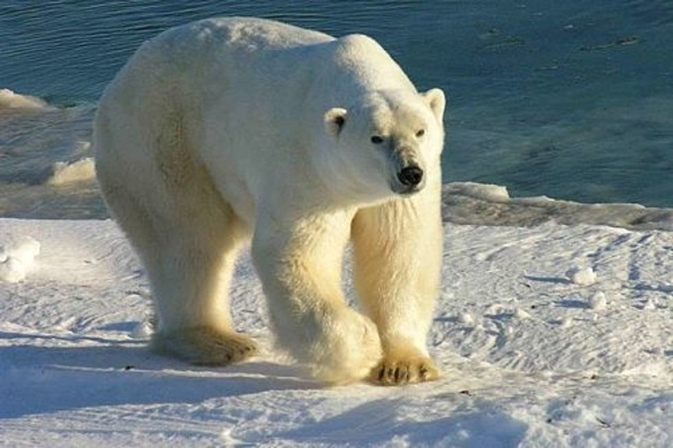 Study: Polar Bears Sniff Pawprints To Find Clues About Potential Mates