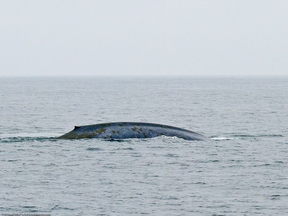 Japan Plans To Resume Whaling Next Year