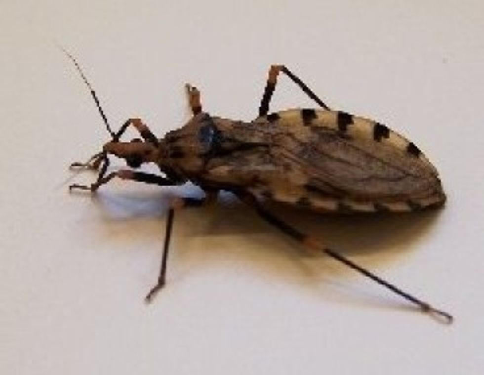 Watch Out For Kissing Bug Disease
