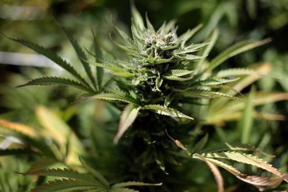 U.S. Won’t Stop Native Americans From Growing, Selling Pot On Their Lands