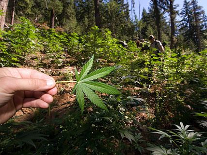 Whistleblower: Barr Improperly Pushed Anti-Trust Probes Of Marijuana Industry