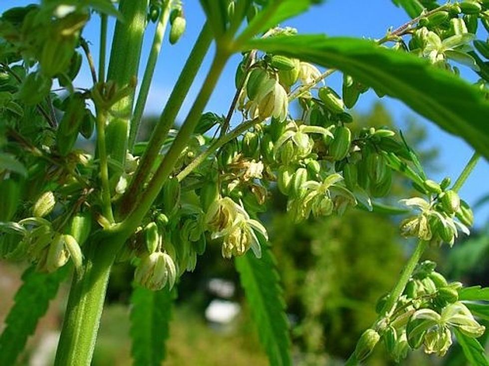 Cannabis: America’s Common-Sense Crops