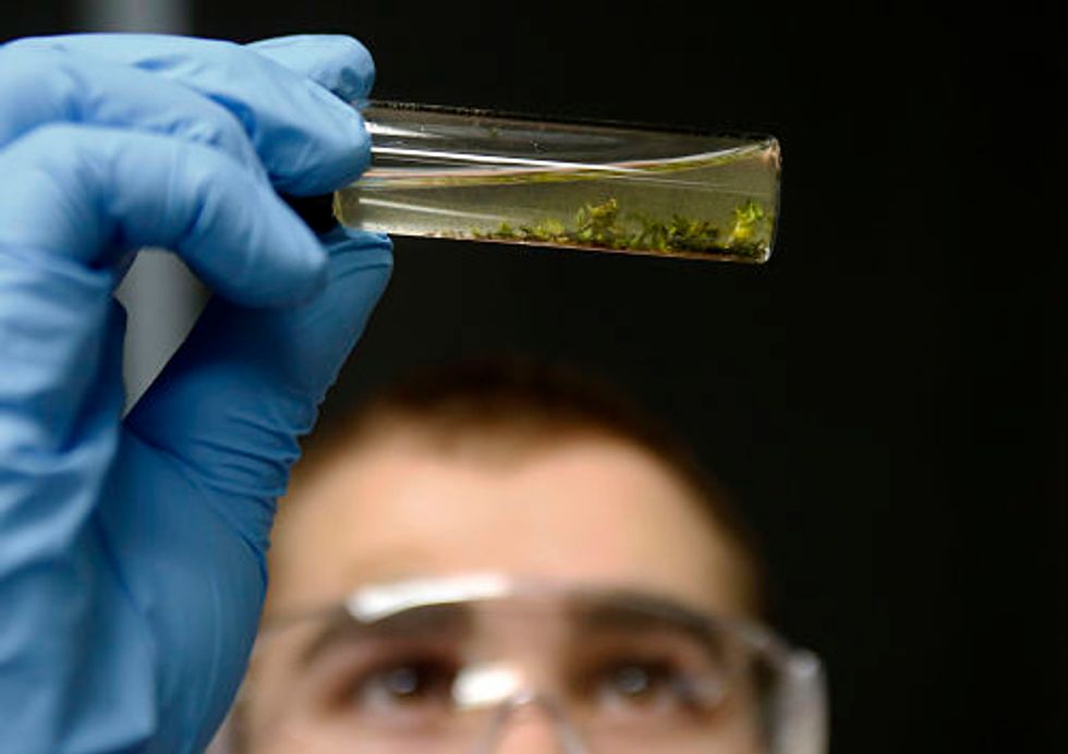 World’s Strongest Weed? Potency Testing Challenged