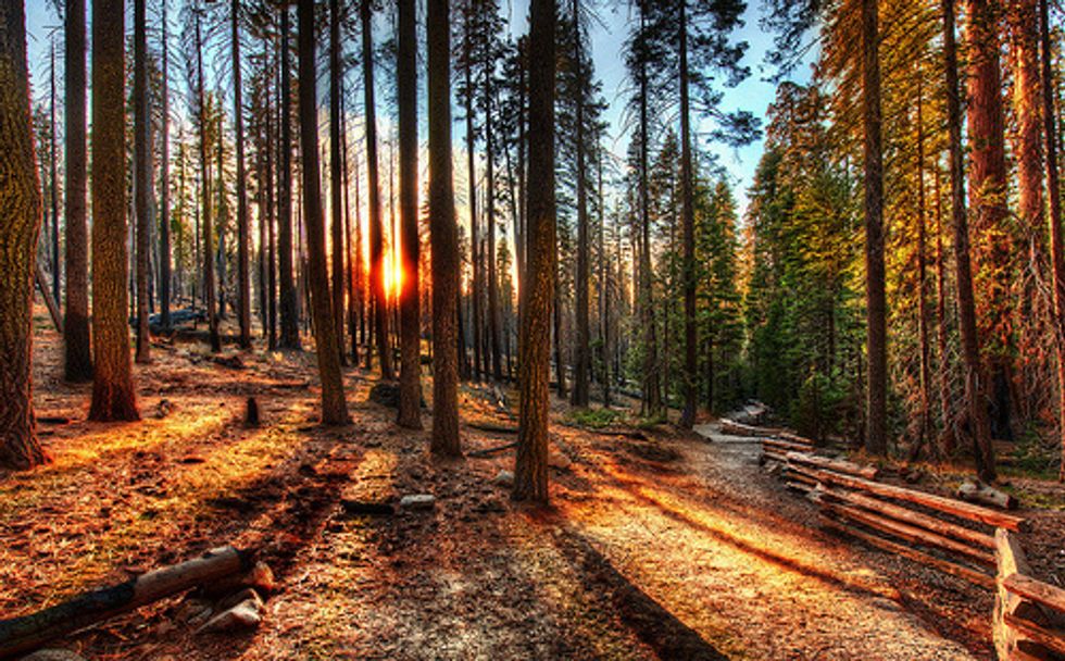 Water Stress Takes Toll On California’s Large Trees, Study Says