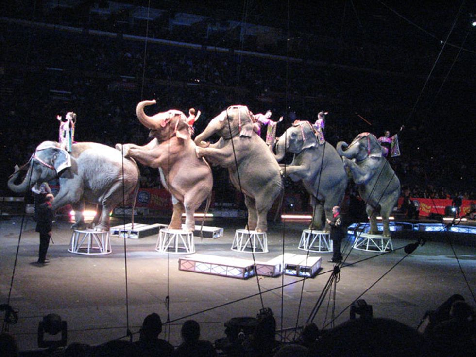 Why Ringling Is Ending Its Elephant Acts