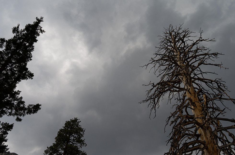 Sierra Nevada Pine Tree Die-Off Worsens As Beetles Thrive In Drought