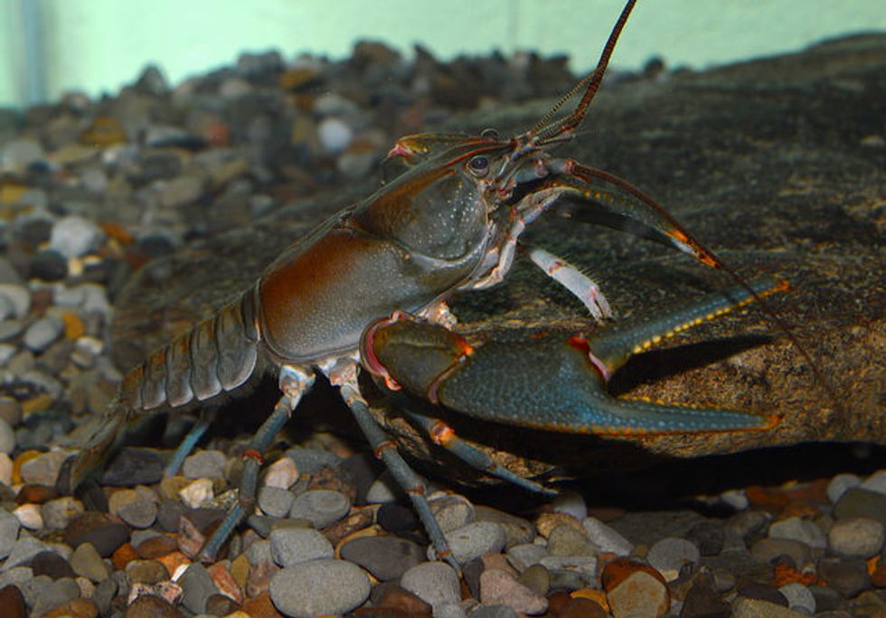 Impact Of Proposed Crayfish Protections On Mining Industry Uncertain