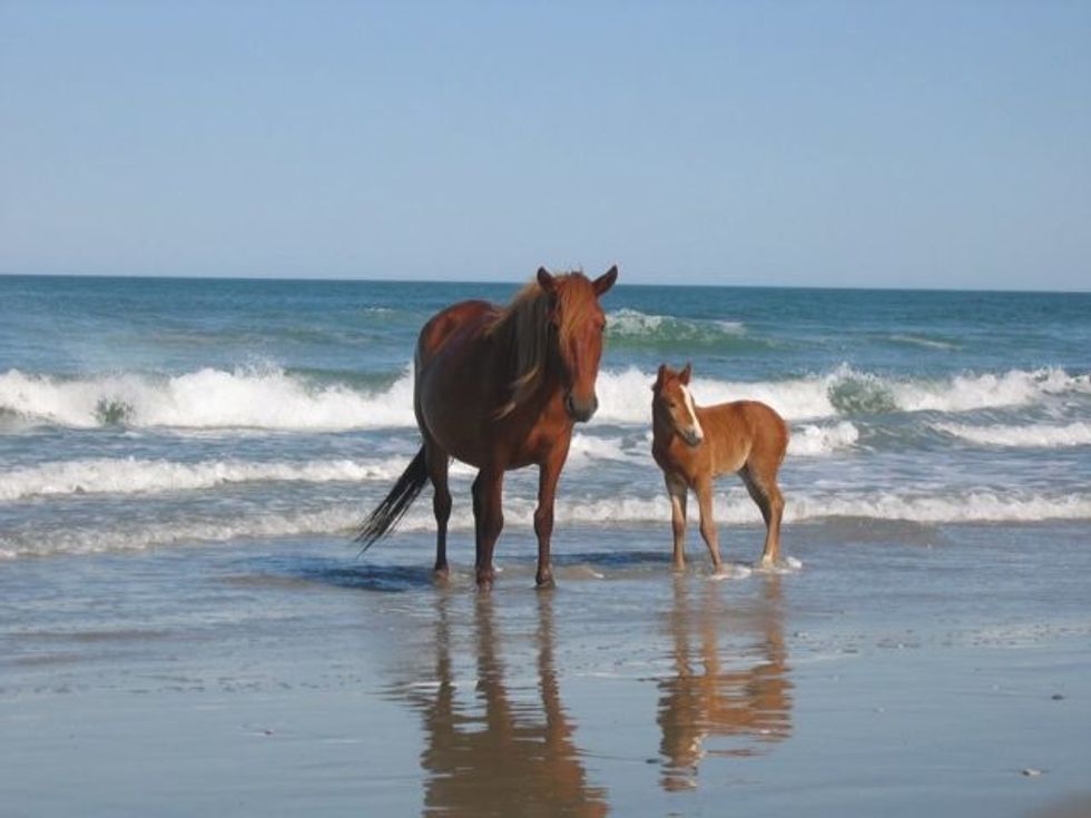 Feds Agree To Diversify Outer Banks’ Wild Horses