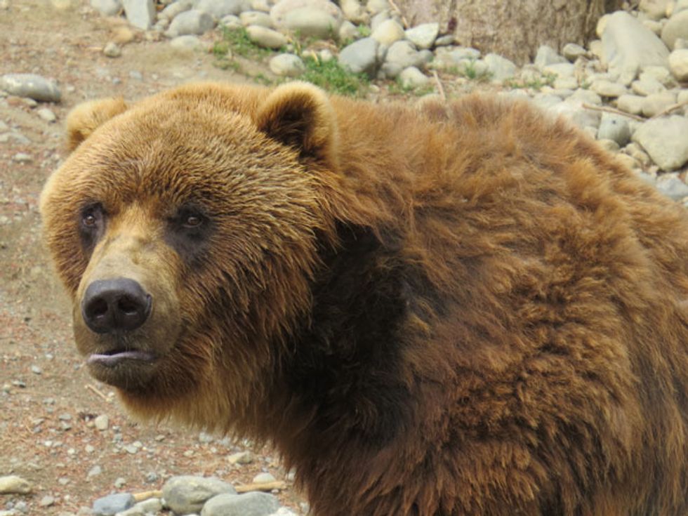 Police: Please Don’t Chase Bears With A Dull Hatchet While Drunk