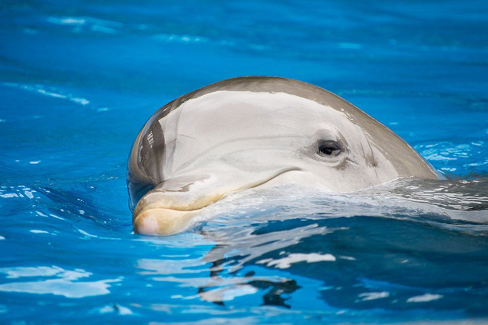 USDA Looking Into Dolphin Deaths At SeaWorld