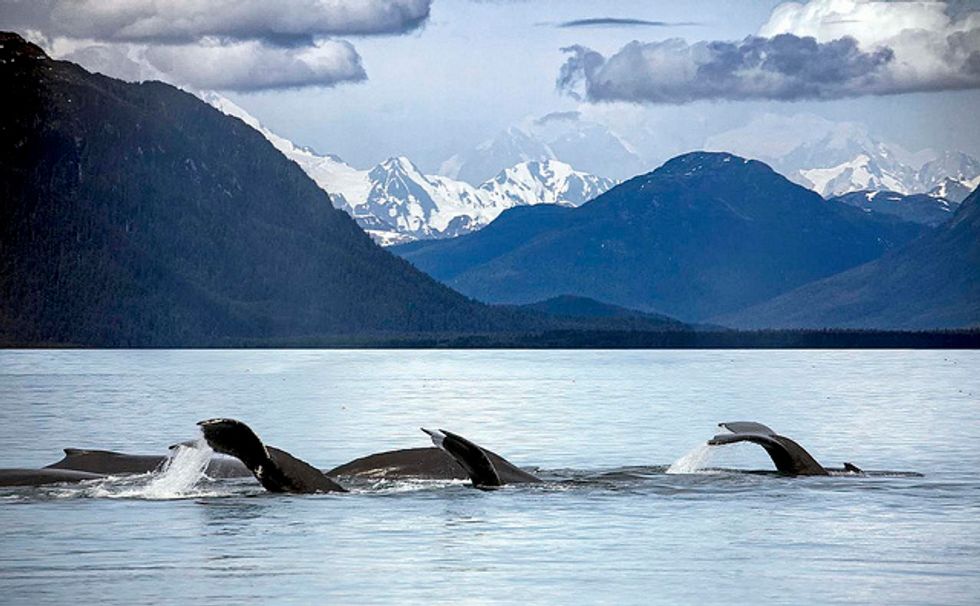 Alaskan Cruise Excursions: From Glaciers To Dog-Sledding
