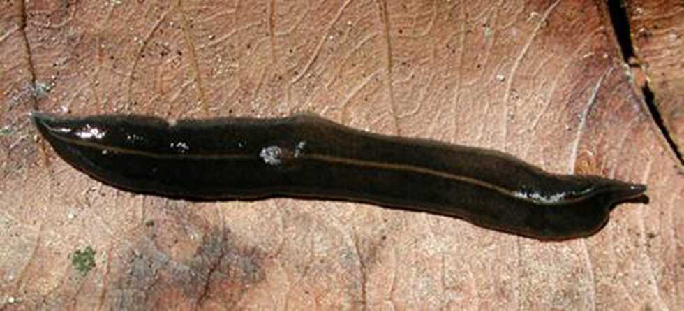 Goo-Spewing Worm Latest Threat To South Florida