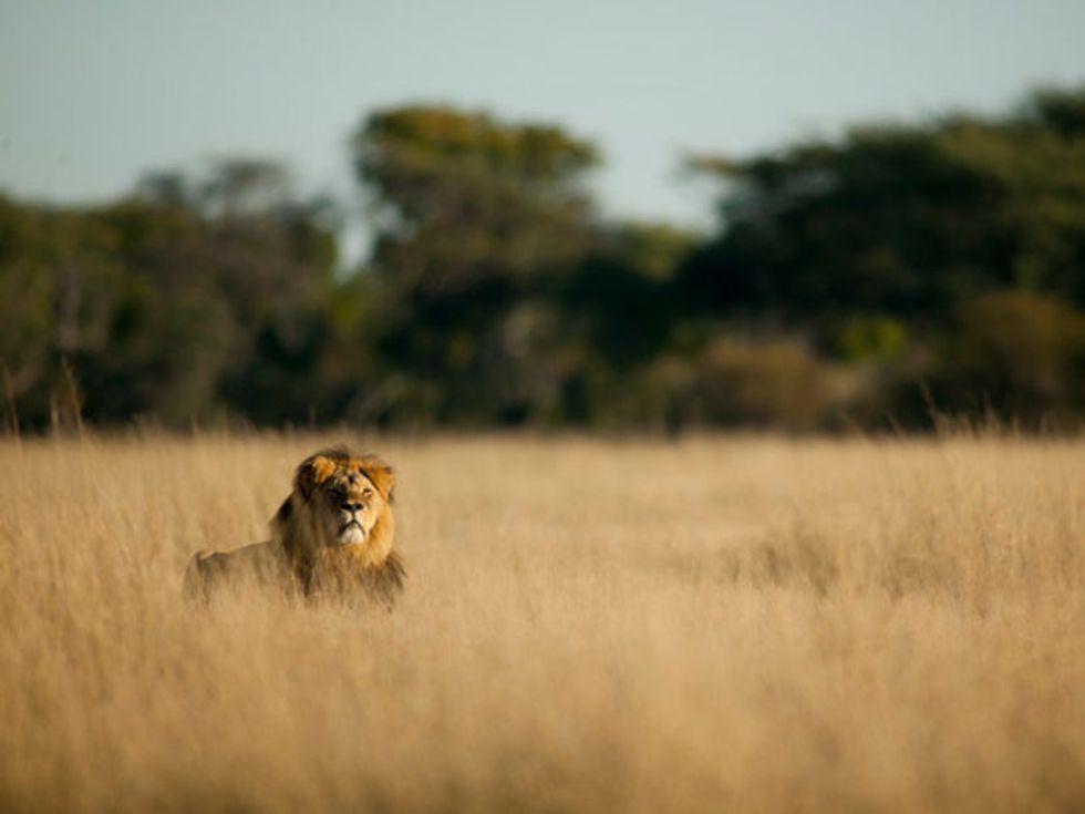 ‘I Love And Practice Responsibly’ The Killing Of Lions, Says Minnesota Dentist