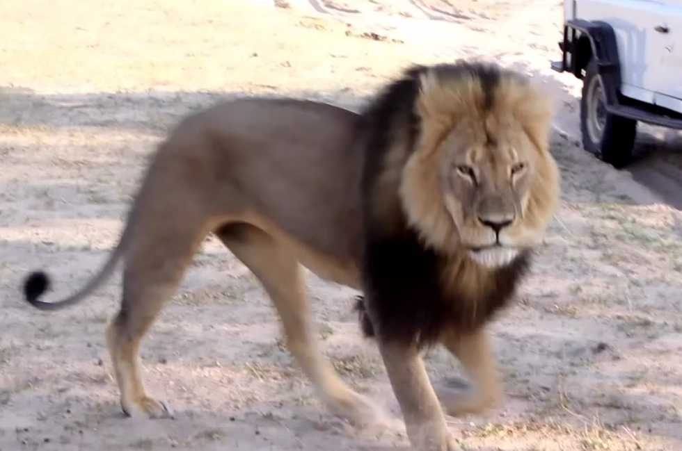 Honoring Cecil