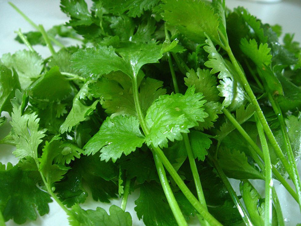 The World Of Cilantro