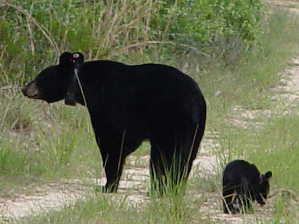 Saving Black Bears So Hunters Can Kill Them