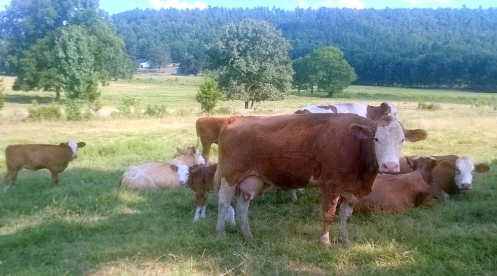 On Observing Humanity In Our Fellow Animals