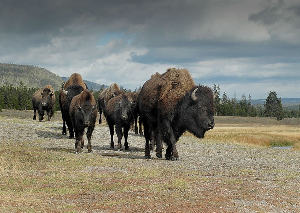 Do’s And Don’ts In Yellowstone