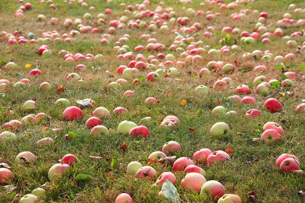 The Agriculture Attitude