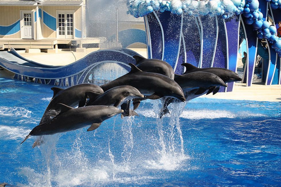 Seaworld Thinks Smaller With Regional Approach