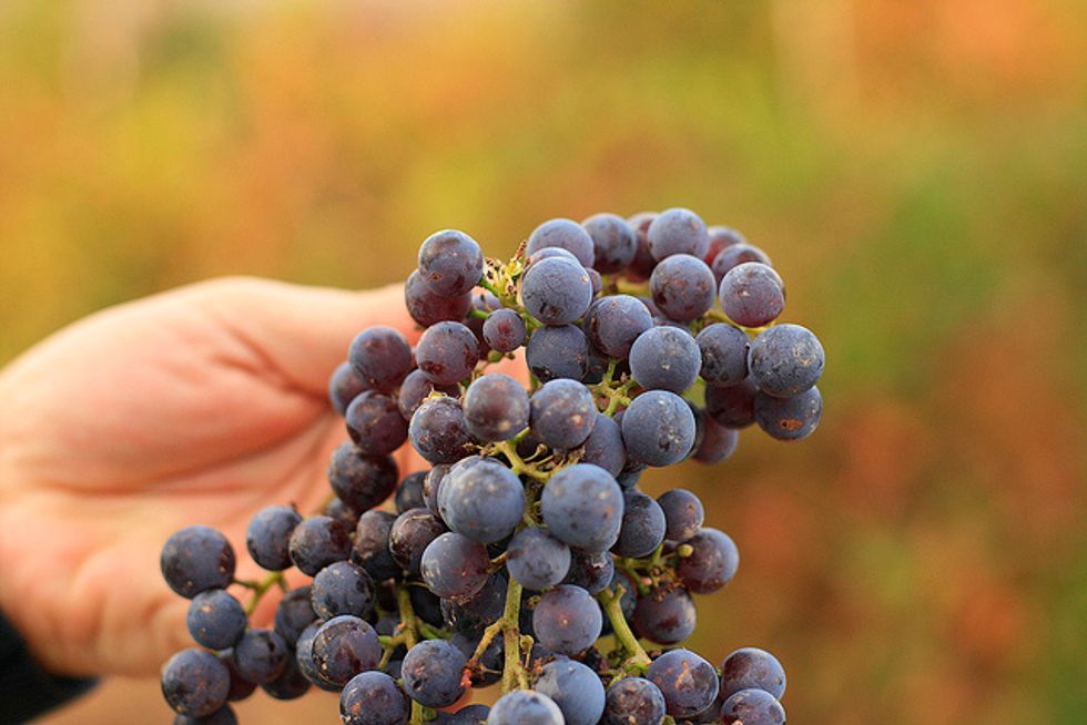 Spanish Wine That’s Inexpensive, Delicious