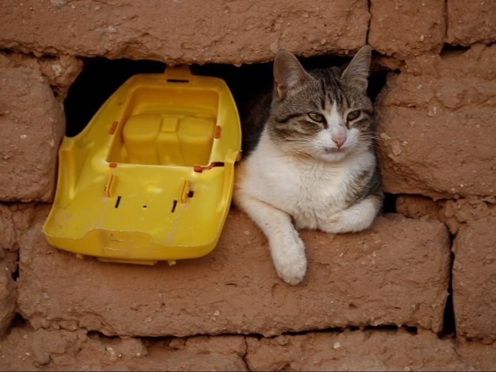 A Cat’s Defense Against Neuroeconomics