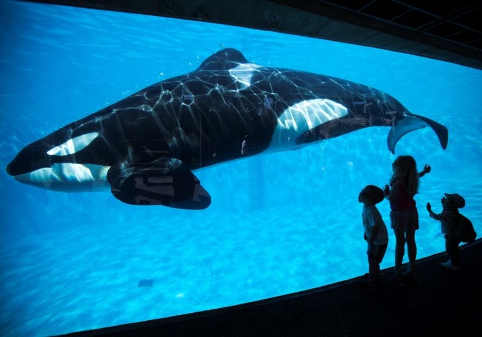 Embattled SeaWorld To Stop Breeding Killer Whales