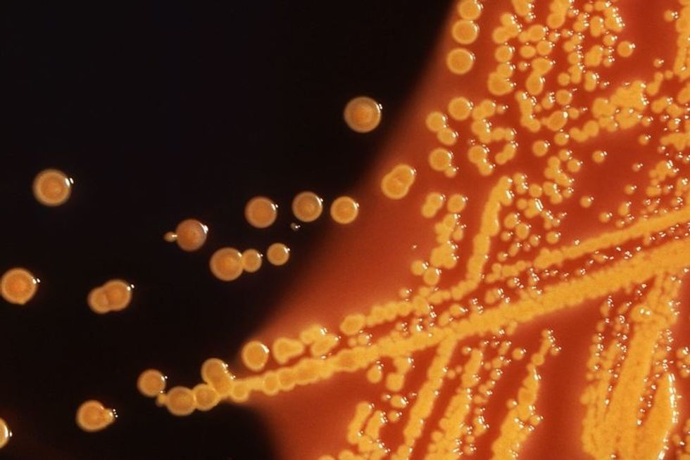 U.S. Sees First Case Of Bacteria Resistant To All Antibiotics