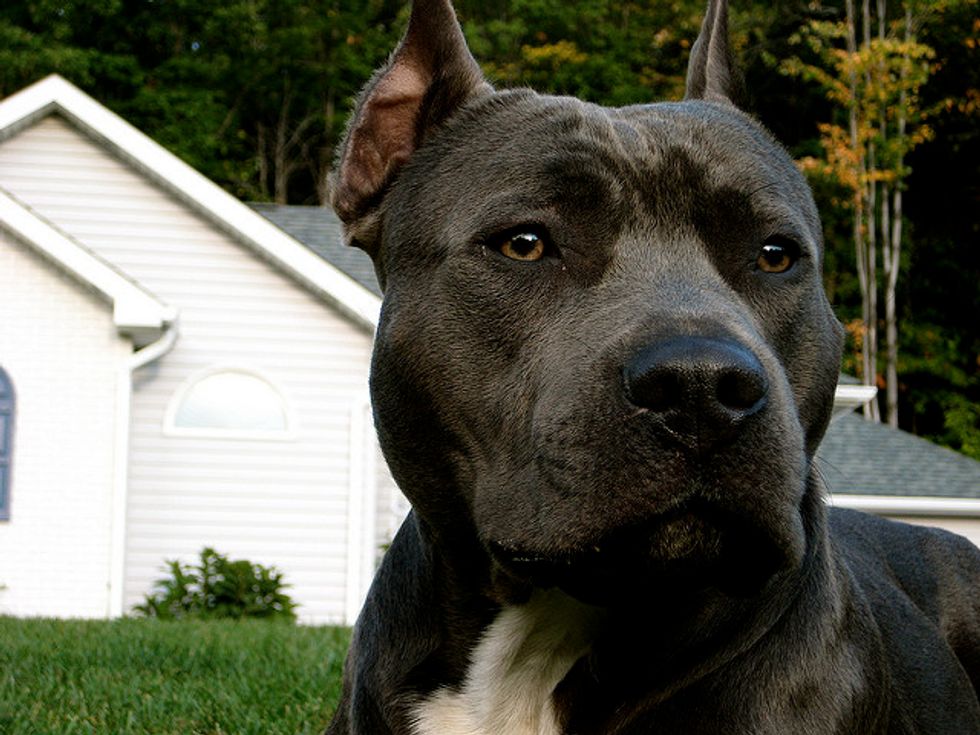 Pit Bulls: Man’s Best Friend Or Deadly Weapon?