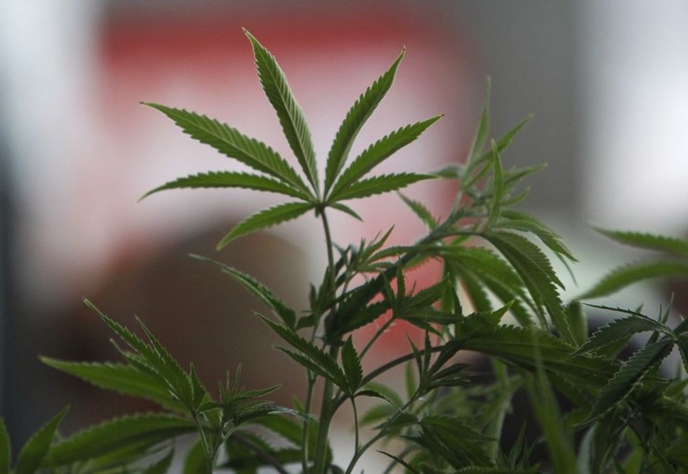 Cannabis May Help, Not Harm, Narcotics Addicts