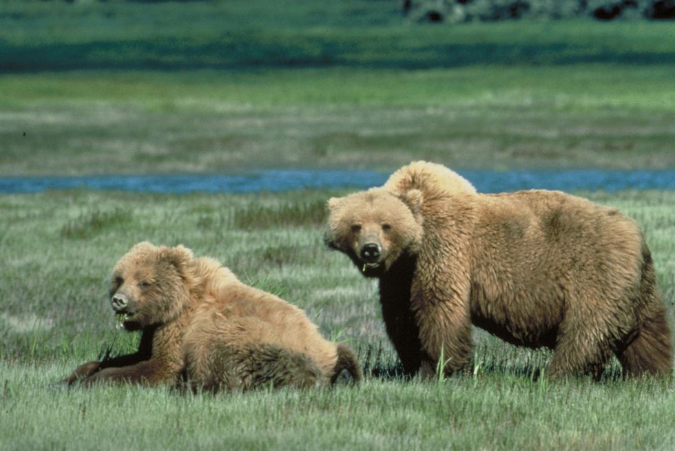 Trump Administration Puts Yellowstone Grizzlies In The Crosshairs