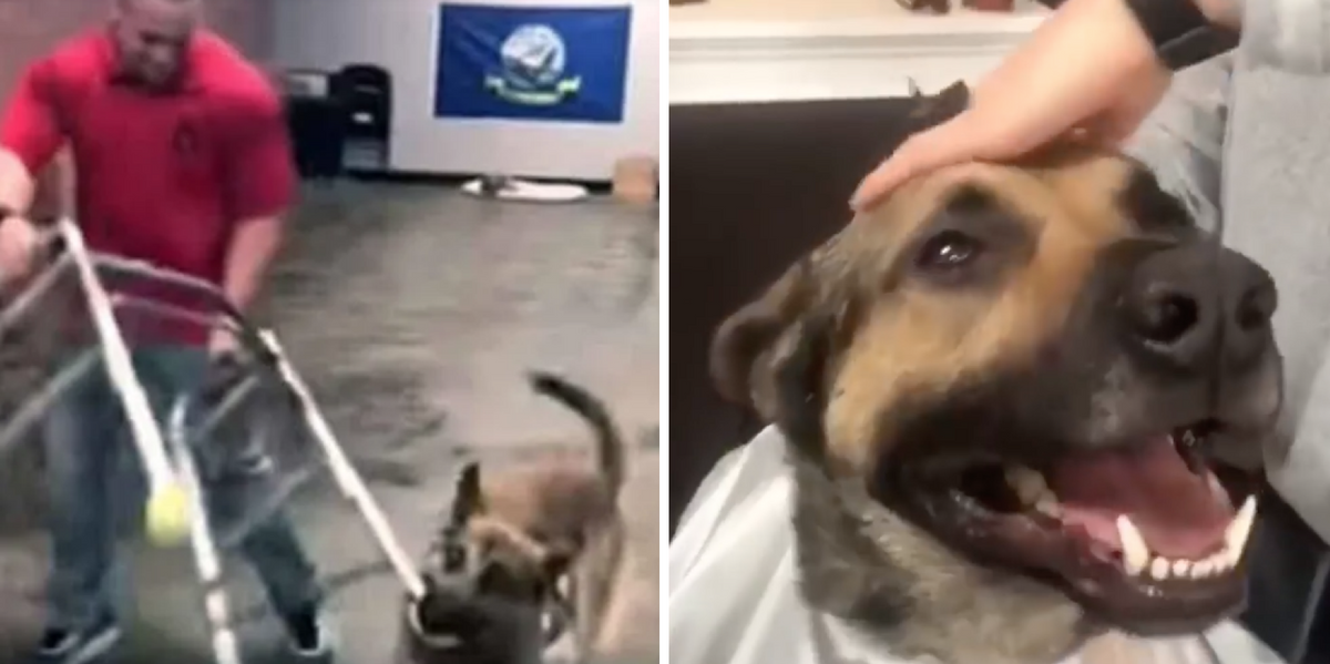 Service dog goes viral for flunking out of training school in spectacular fashion