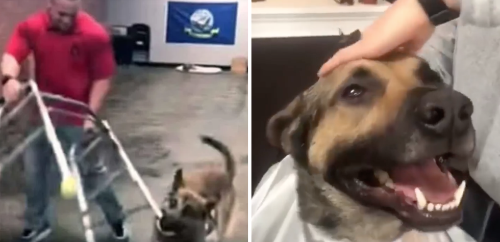 Service dog flunks out of training school in spectacular fashion
