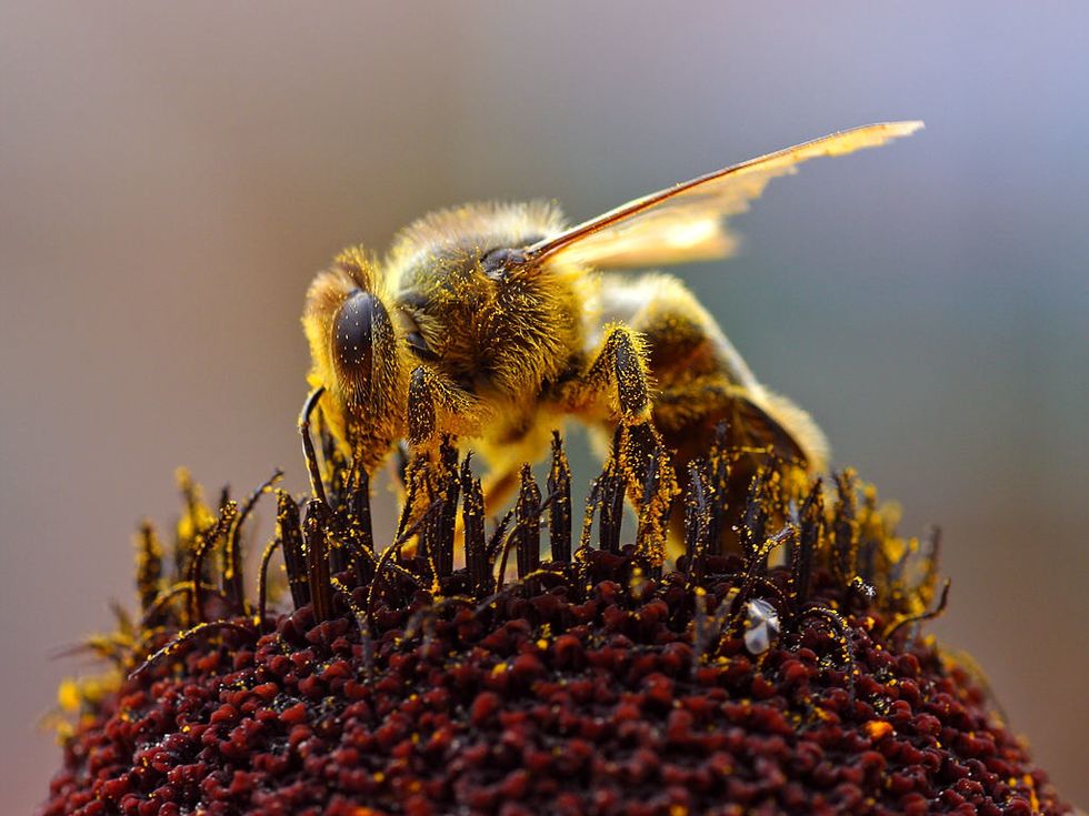 EPA Targets Already Depleted Bee Population