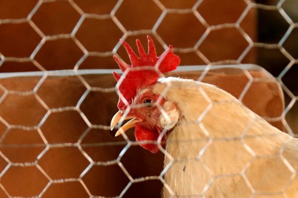 Who Would Pay $26,000 To Work In A Chicken Plant?
