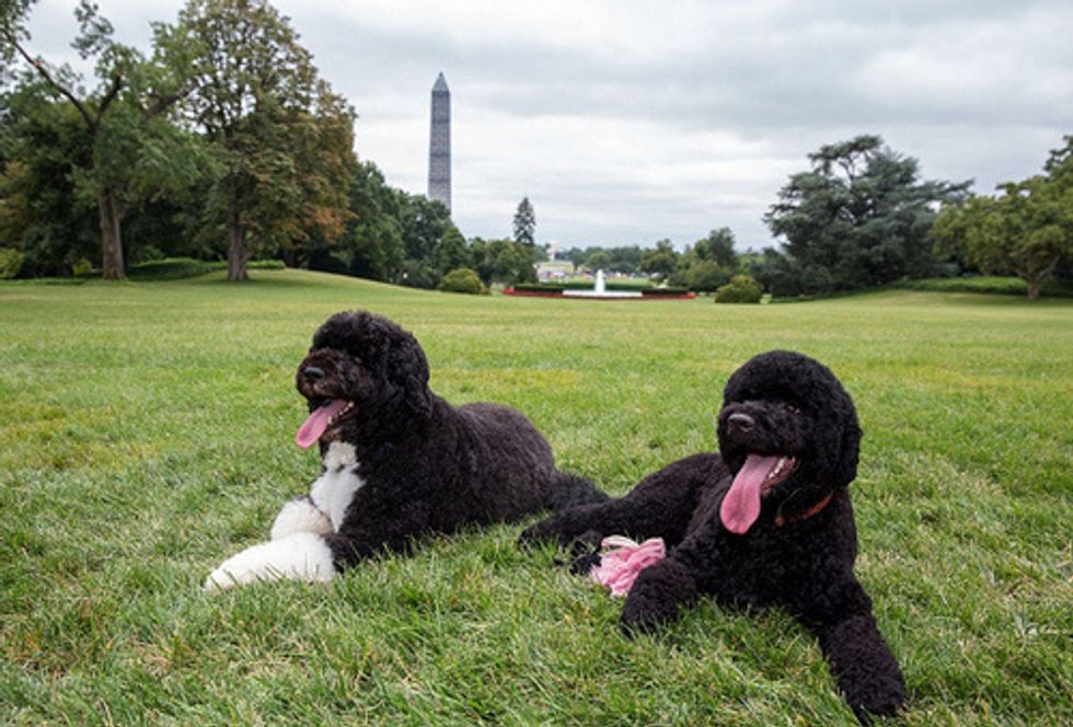 GOP Special Election Candidate Busted For Voting Against Puppies