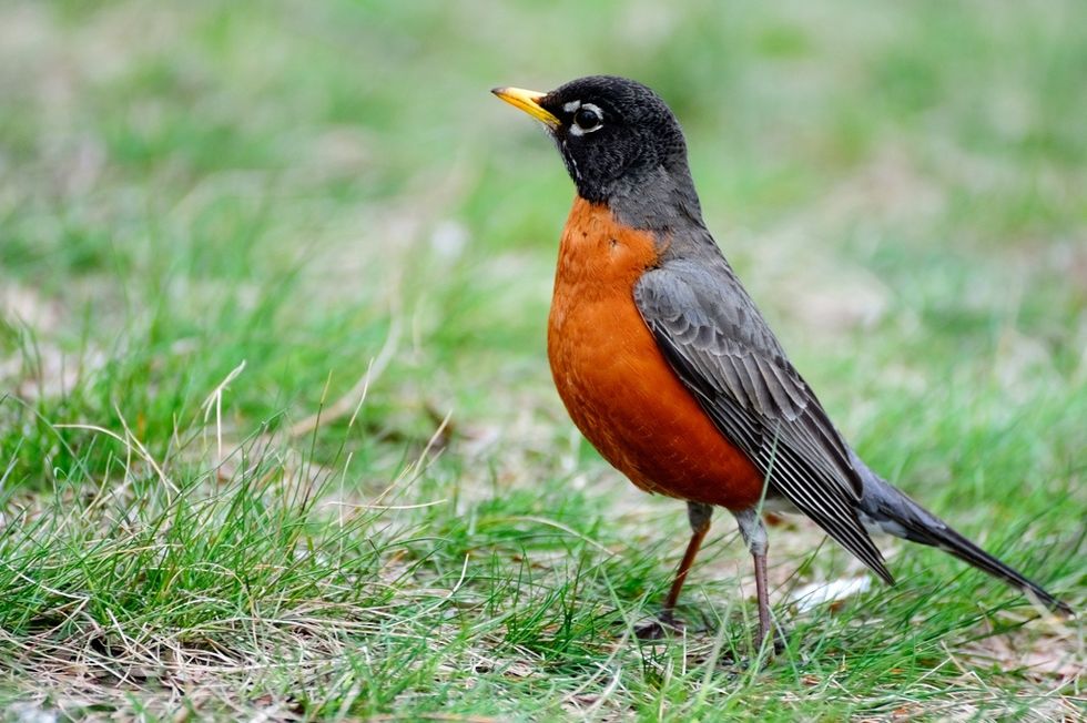 Nature’s Great Bird Migration Under Threat By You-Know-Who
