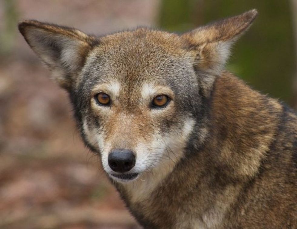 Federal Agency Encourages Killing Of Endangered Red Wolves
