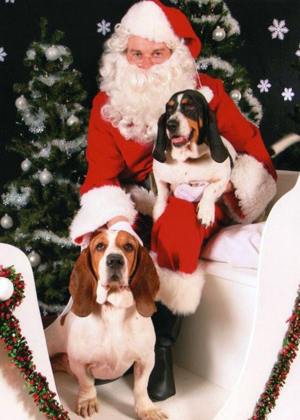 If It’s Christmas, It’s Basset Hounds