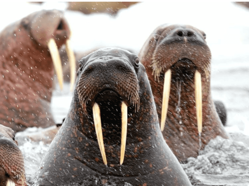 Trump Is Worst President For Endangered Species Since Reagan