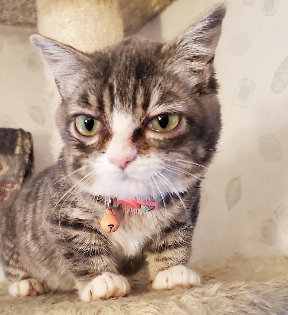 Kitten With Rare Condition is So Happy When She Has Her Dream Come True