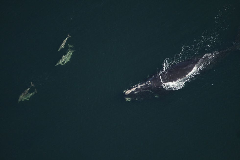 Federal Fishing Expansion Could Endanger Right Whales