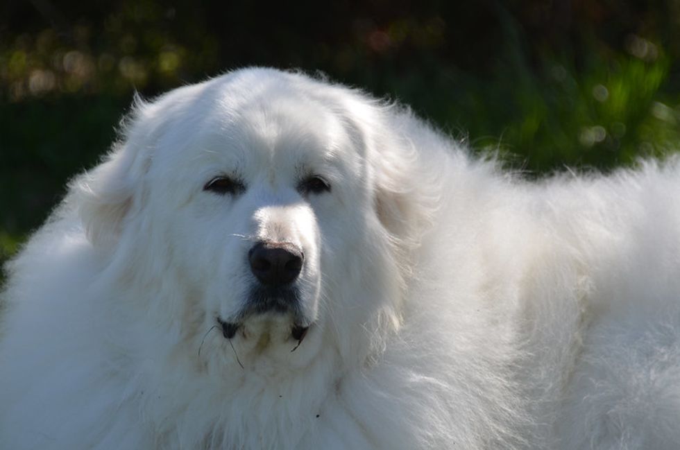 Homage To A Very Fine Dog