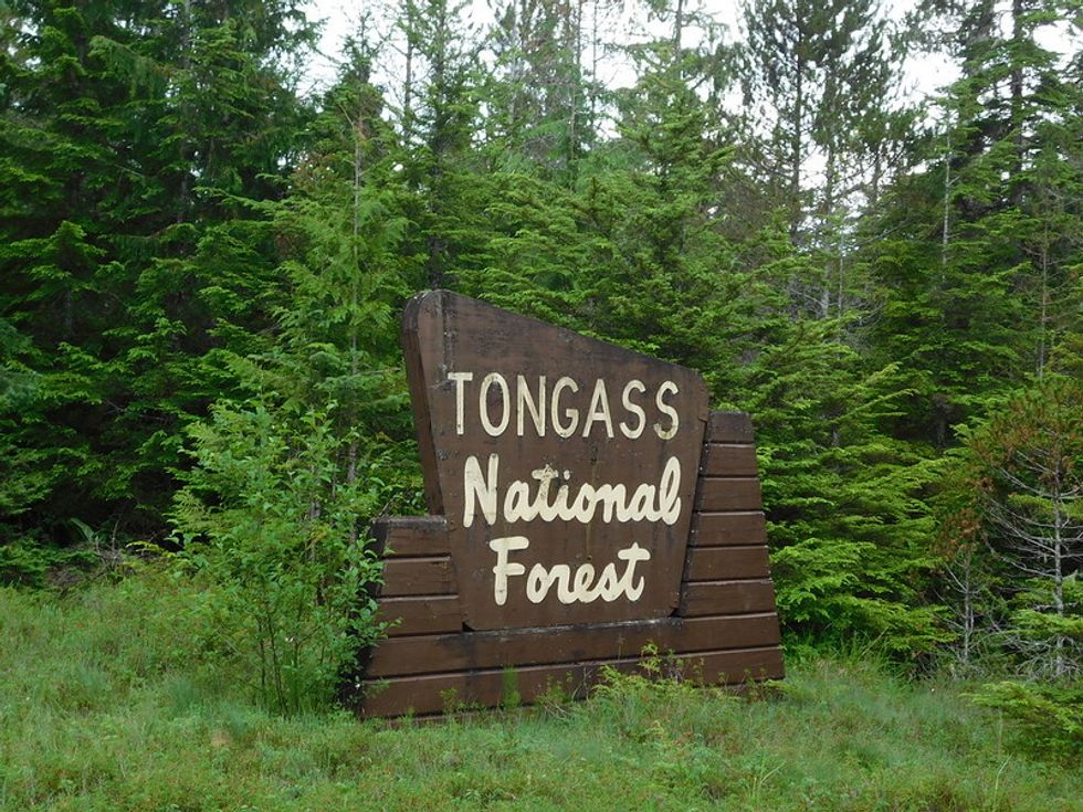 Forest Service Opens ‘America’s Amazon’ To Loggers