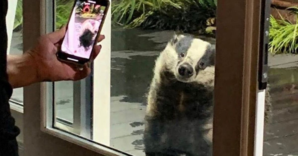 Woman Shares Sweet Photos And Videos Of The Three Generations Of A Family Of Badgers That She's Been Hand-Feeding For Over A Decade