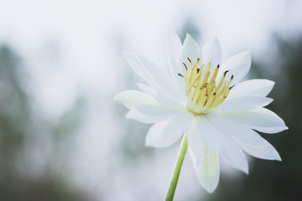 The Lone Lily