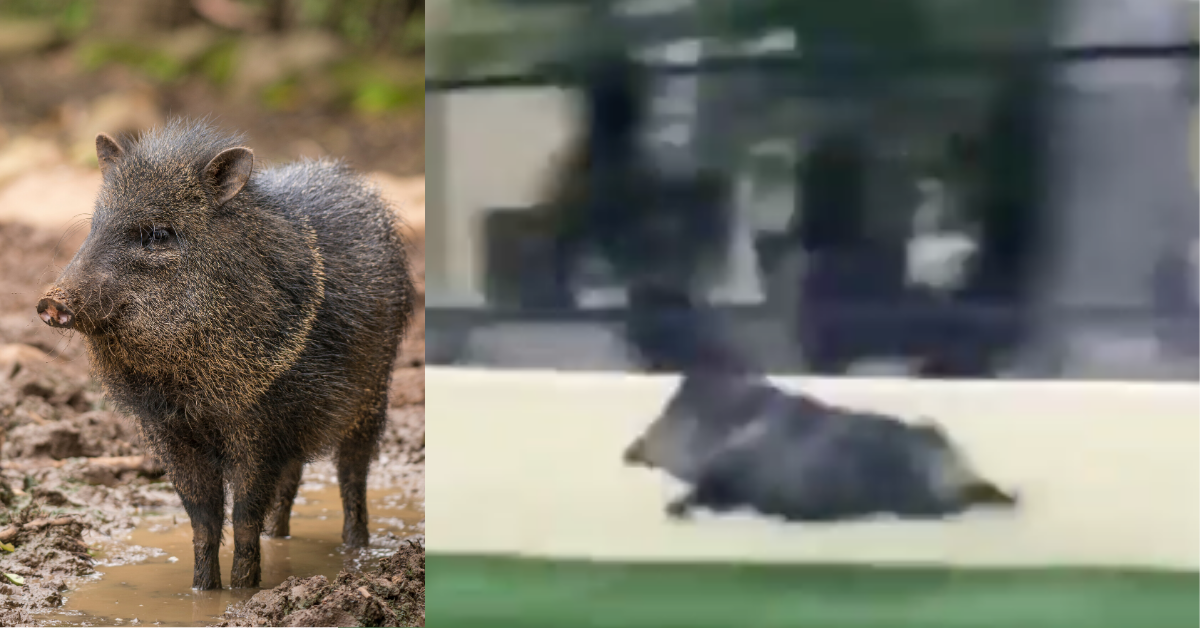 Viral Clip Of A Javelina Sprinting Like Its Life Depends On It Gets Even Better When Set To Music